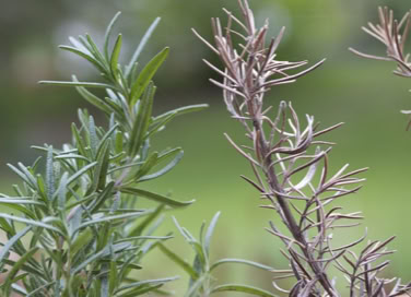 Dead branch on rosemary plant