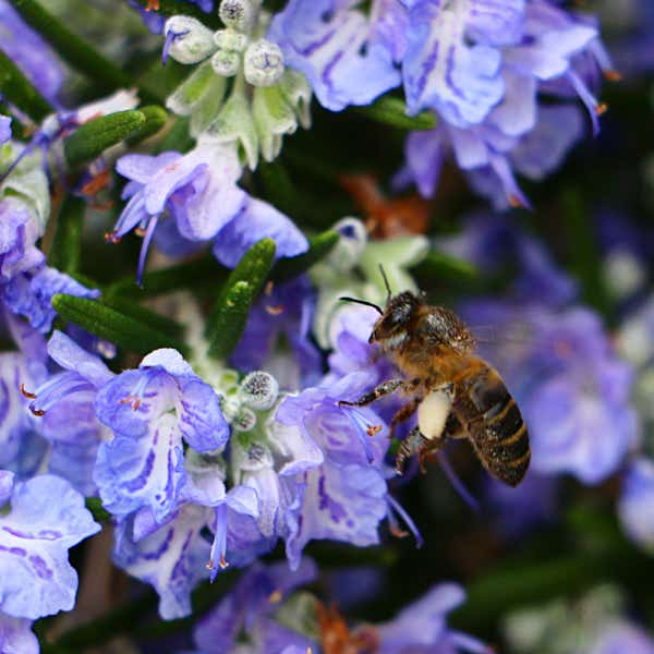 Closeup of rosemary flowers