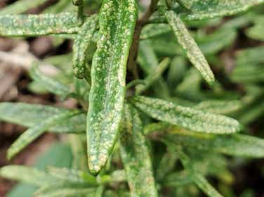 Leaf hopper damage to rosemary leaves