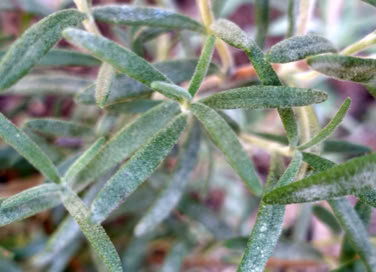 Grey/white powdery mildew on rosemary leaves