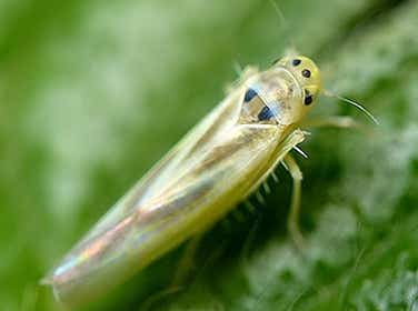 Leafhopper adult (x20 lifesize)