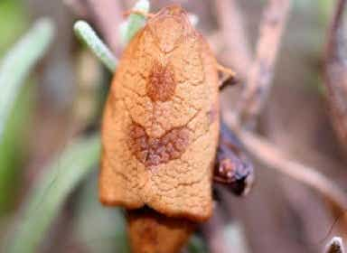 Tortrix (leafroller) damage, the adult moth and its grub.