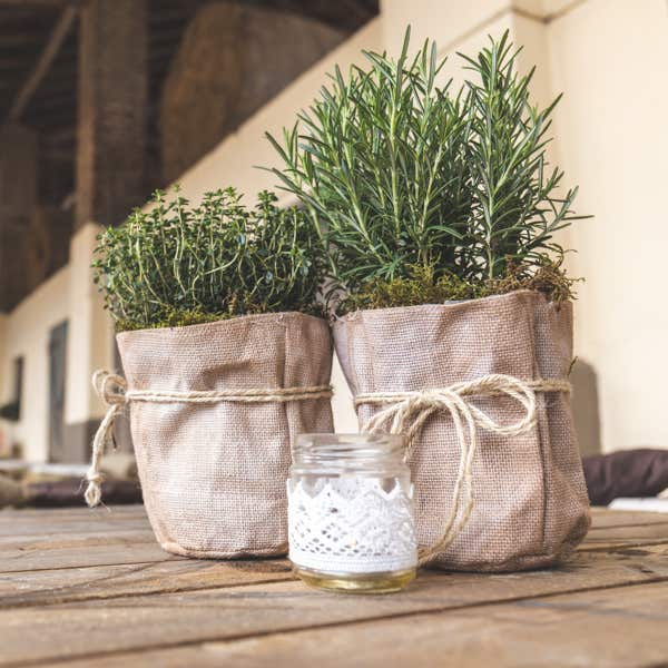 Rosemary plants for sale